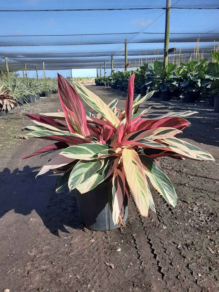 stromanthe-sanguinea-triostar-ctenanthe-sanguinea-tri-color