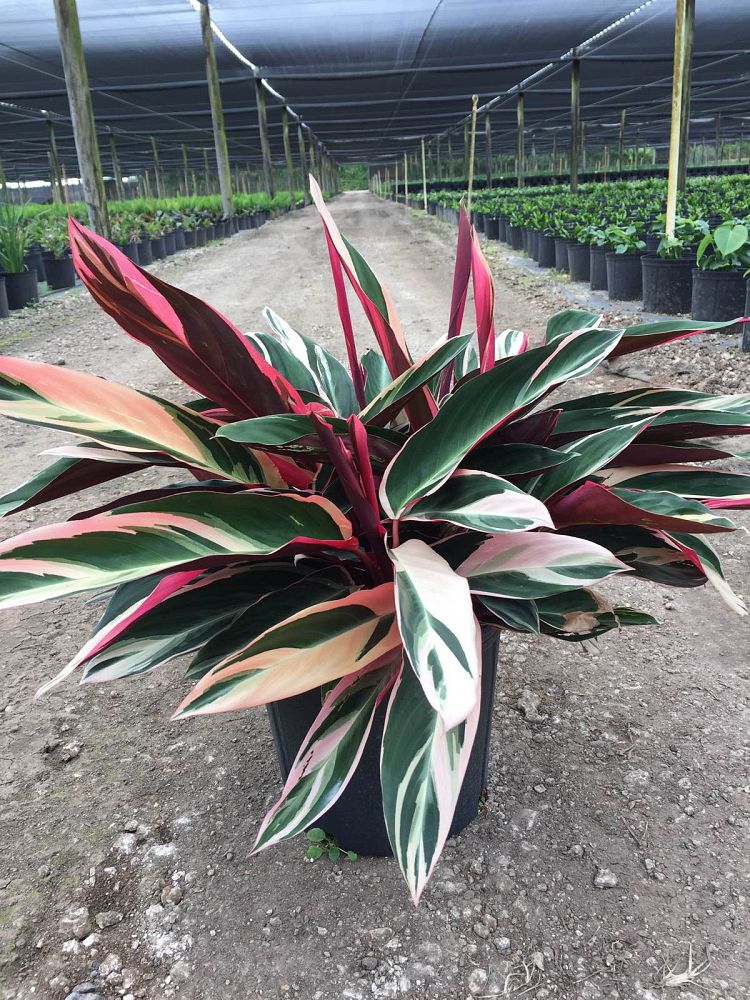 stromanthe-sanguinea-triostar-ctenanthe-sanguinea-tri-color