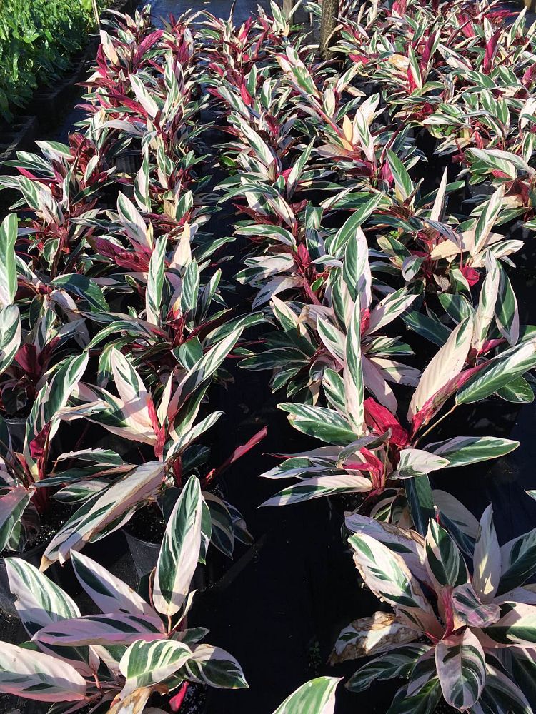 stromanthe-sanguinea-triostar-ctenanthe-sanguinea-tri-color