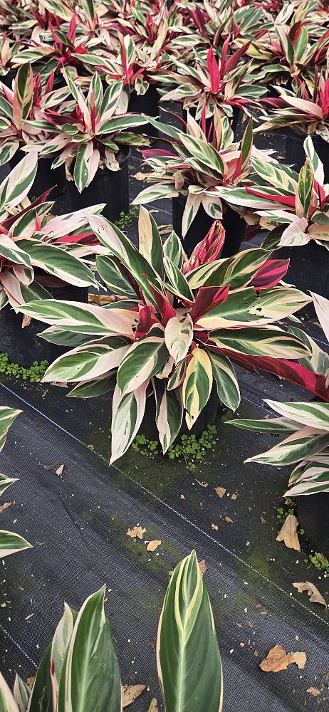 stromanthe-sanguinea-triostar-ctenanthe-sanguinea-tri-color