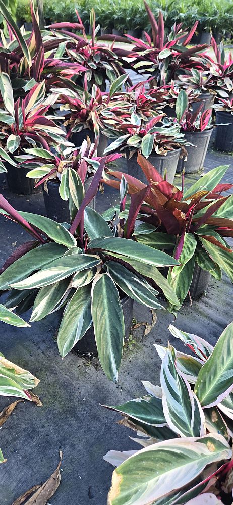 stromanthe-sanguinea-triostar-ctenanthe-sanguinea-tri-color