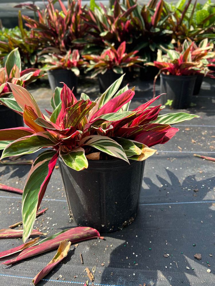stromanthe-sanguinea-triostar-ctenanthe-sanguinea-tri-color