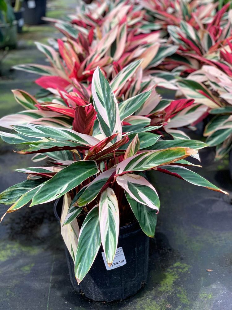 stromanthe-sanguinea-triostar-ctenanthe-sanguinea-tri-color