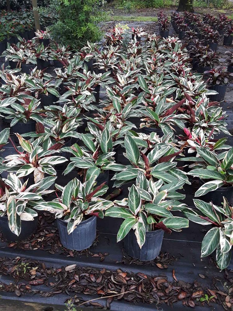 stromanthe-sanguinea-triostar-ctenanthe-sanguinea-tri-color