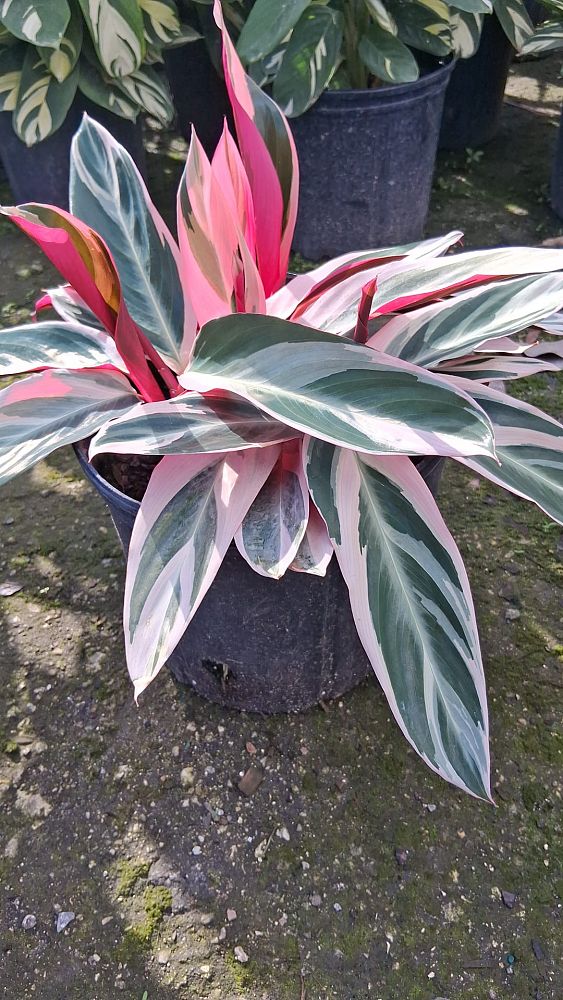 stromanthe-sanguinea-triostar-ctenanthe-sanguinea-tri-color