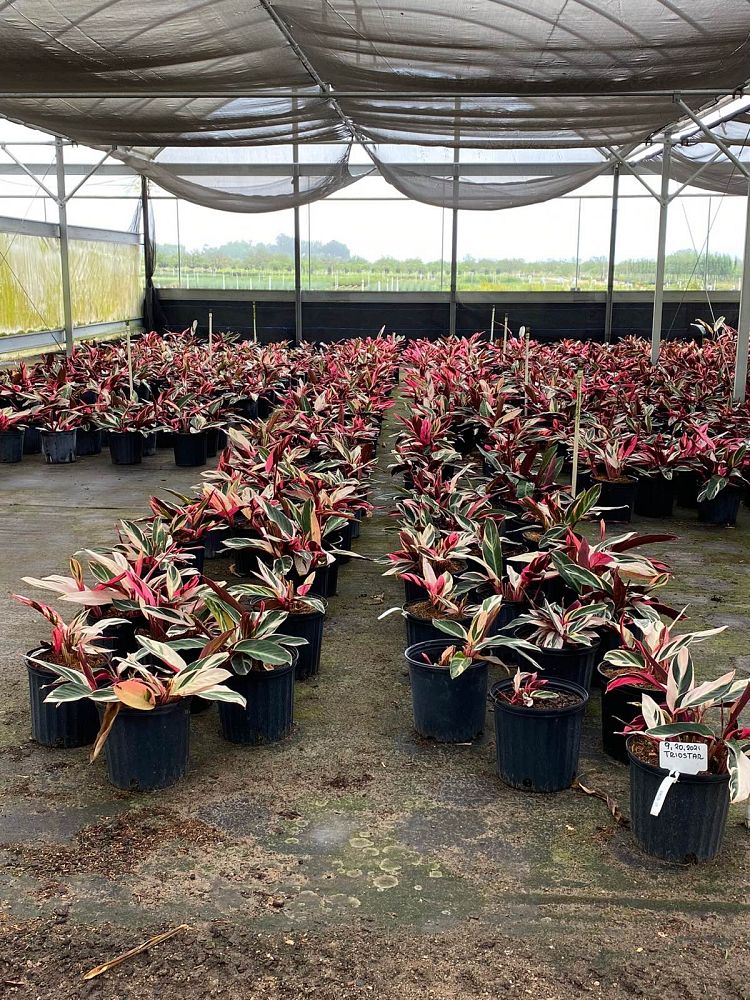 stromanthe-sanguinea-triostar-ctenanthe-sanguinea-tri-color