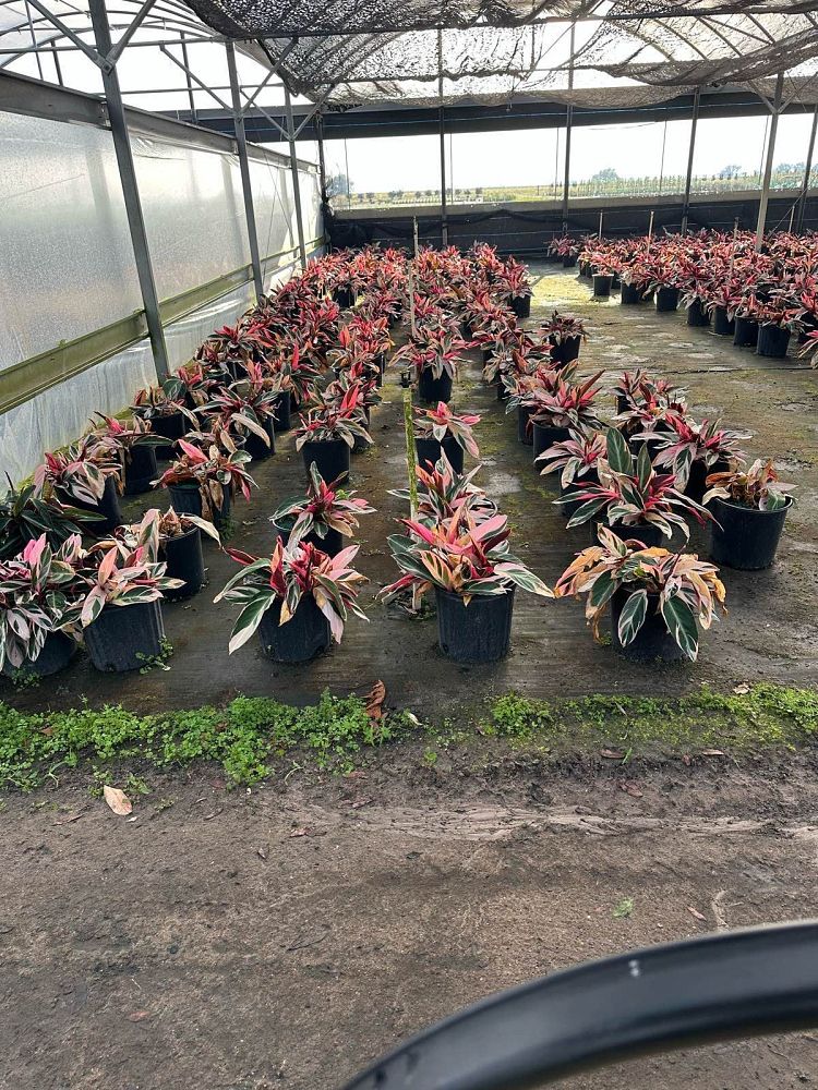 stromanthe-sanguinea-triostar-ctenanthe-sanguinea-tri-color