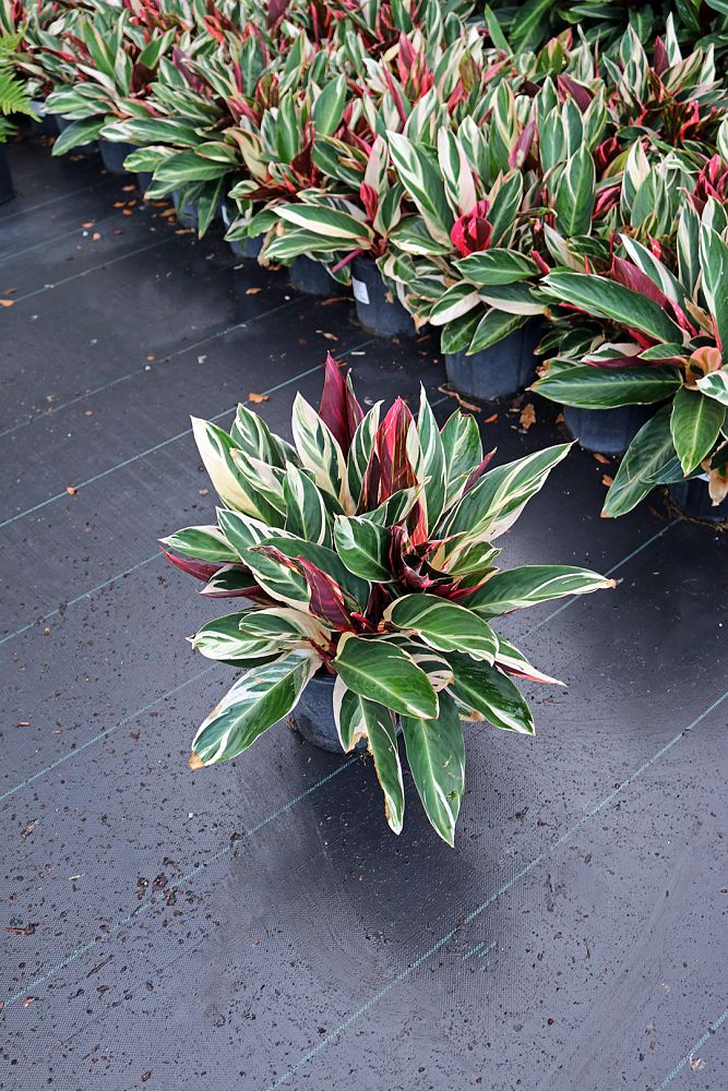 stromanthe-sanguinea-triostar-ctenanthe-sanguinea-tri-color