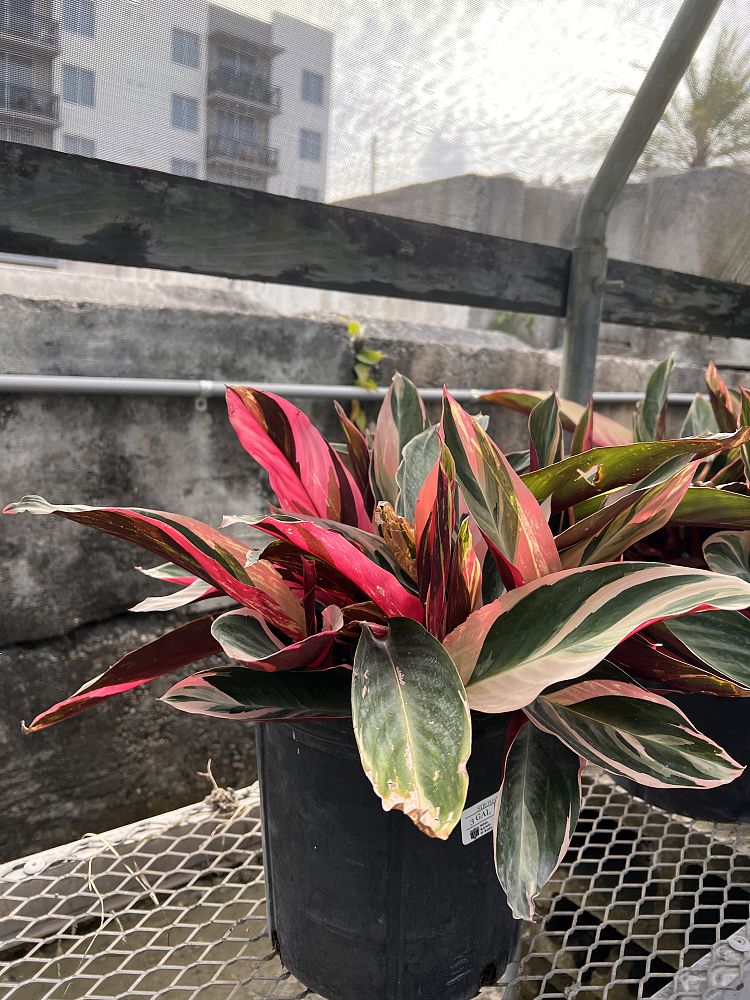 stromanthe-sanguinea-triostar-ctenanthe-sanguinea-tri-color