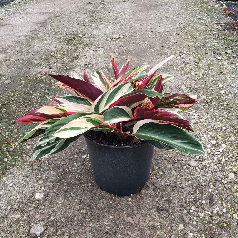 stromanthe-sanguinea-triostar-ctenanthe-sanguinea-tri-color