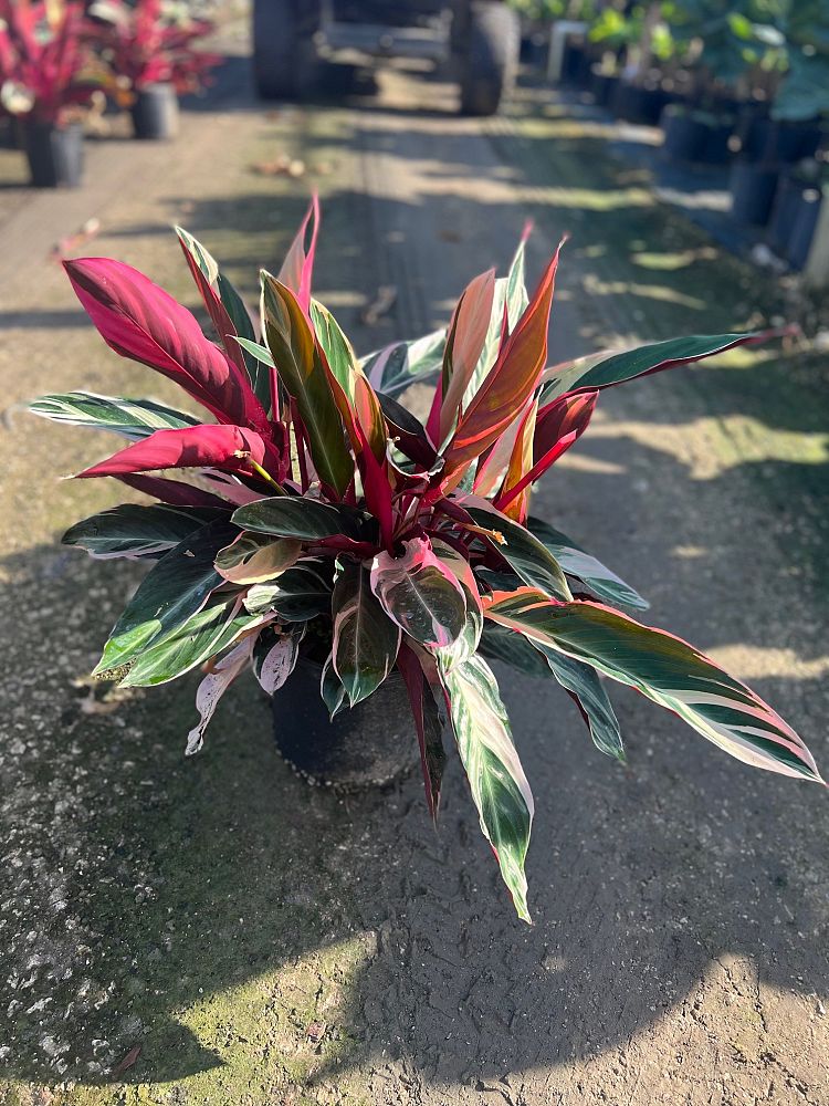 stromanthe-sanguinea-triostar-ctenanthe-sanguinea-tri-color