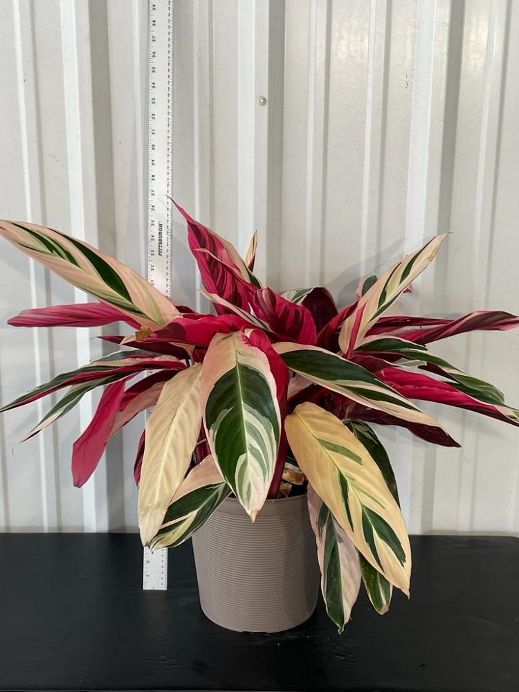 stromanthe-sanguinea-triostar-ctenanthe-sanguinea-tri-color