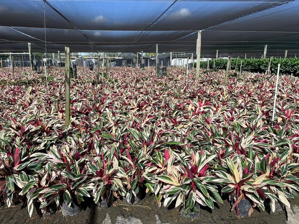 stromanthe-sanguinea-triostar-ctenanthe-sanguinea-tri-color