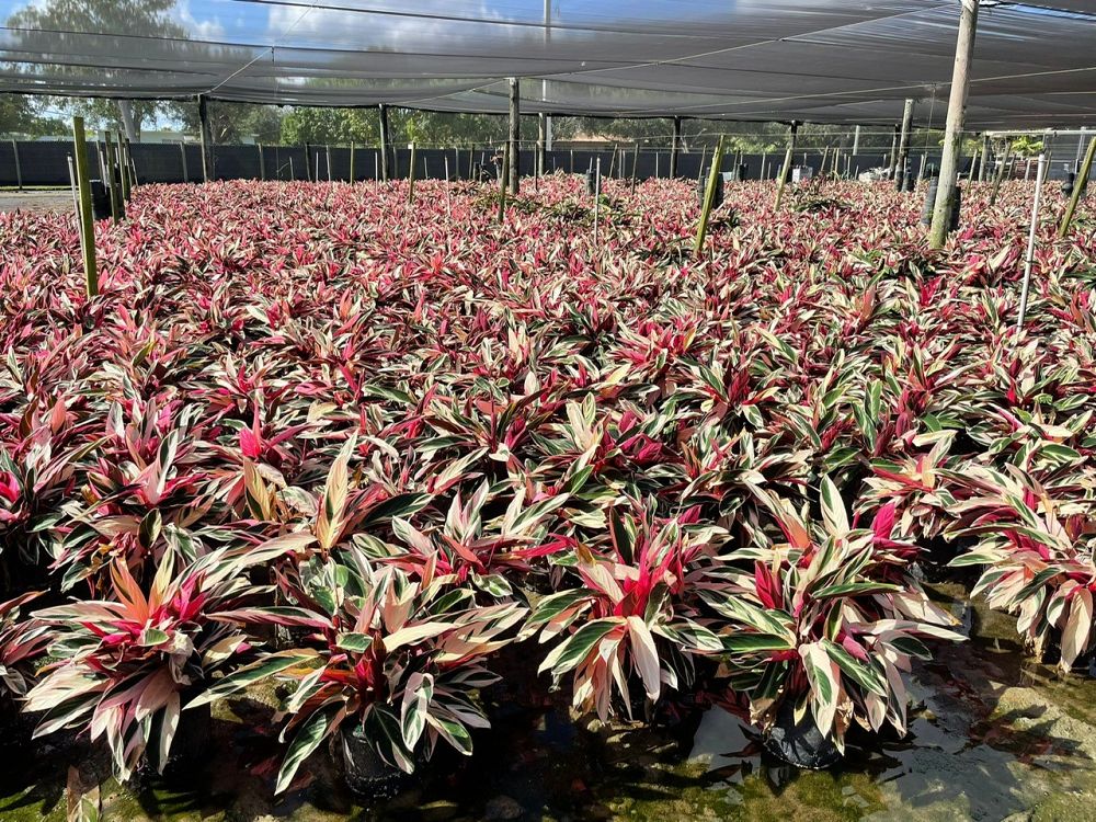 stromanthe-sanguinea-triostar-ctenanthe-sanguinea-tri-color