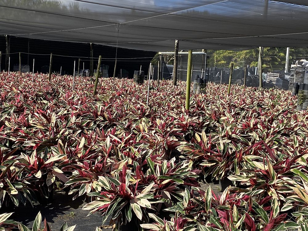 stromanthe-sanguinea-triostar-ctenanthe-sanguinea-tri-color