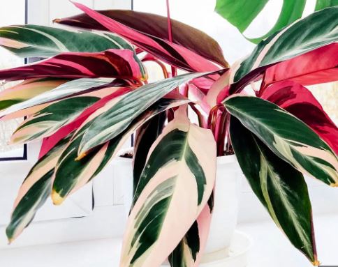 stromanthe-sanguinea-triostar-ctenanthe-sanguinea-tri-color