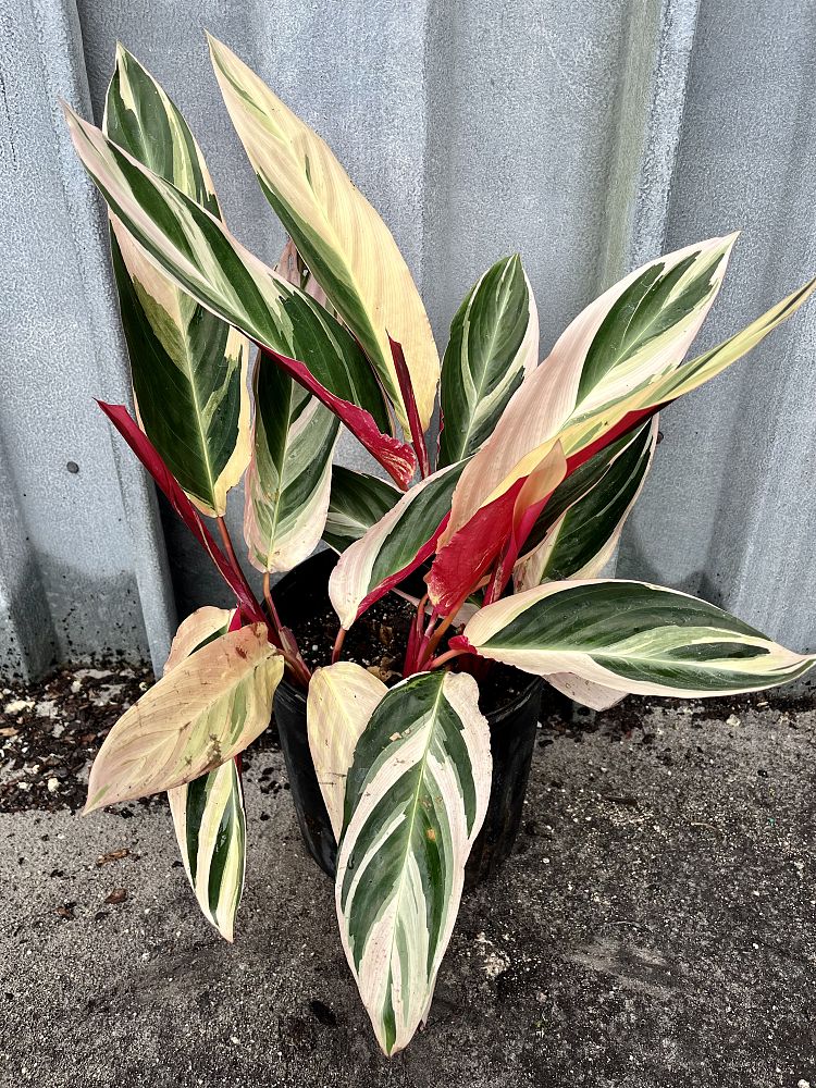 stromanthe-sanguinea-triostar-ctenanthe-sanguinea-tri-color
