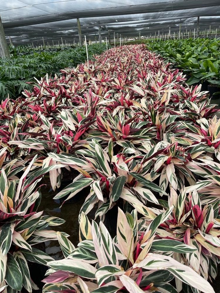 stromanthe-sanguinea-triostar-ctenanthe-sanguinea-tri-color