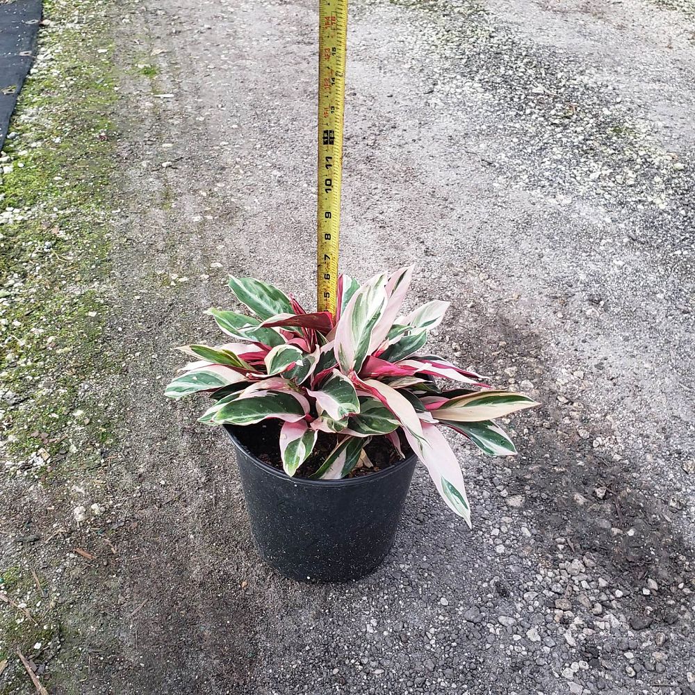 stromanthe-sanguinea-triostar-ctenanthe-sanguinea-tri-color