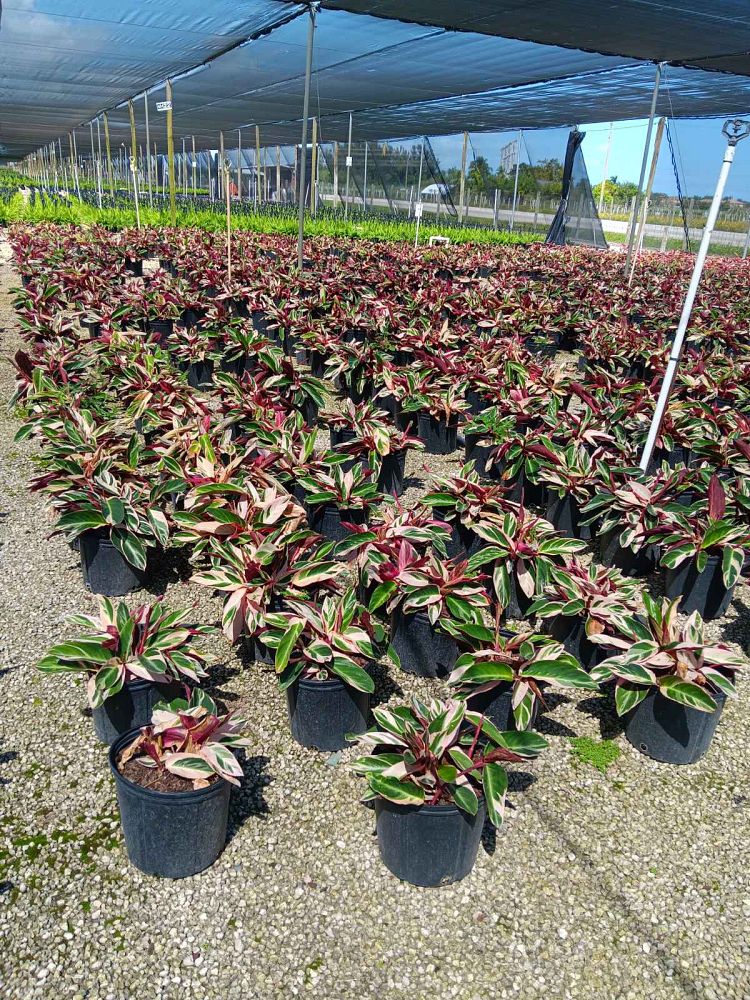 stromanthe-sanguinea-triostar-ctenanthe-sanguinea-tri-color