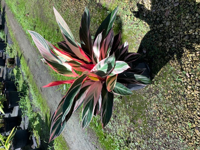 stromanthe-sanguinea-triostar-ctenanthe-sanguinea-tri-color