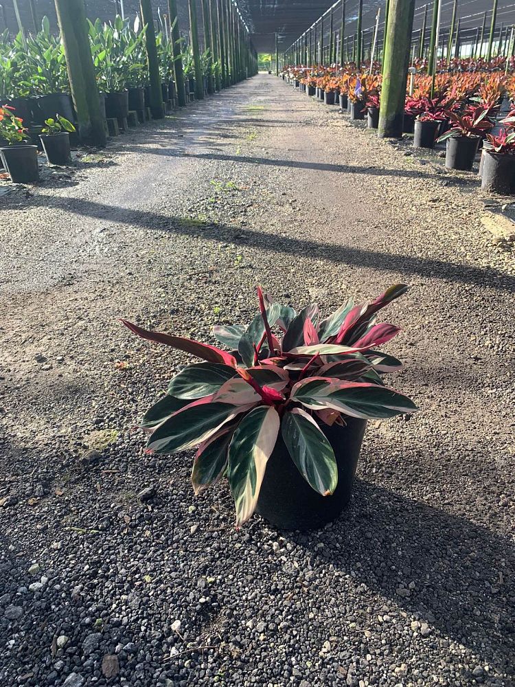 stromanthe-sanguinea-triostar-ctenanthe-sanguinea-tri-color
