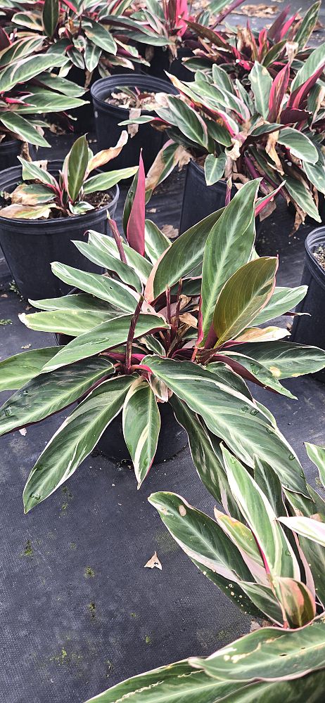 stromanthe-sanguinea-triostar-ctenanthe-sanguinea-tri-color