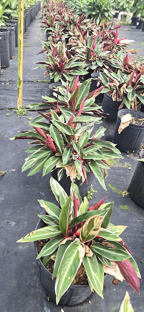 stromanthe-sanguinea-triostar-ctenanthe-sanguinea-tri-color