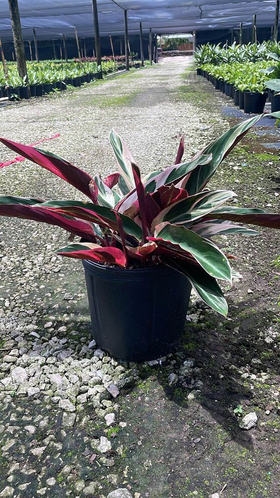stromanthe-sanguinea-triostar-ctenanthe-sanguinea-tri-color