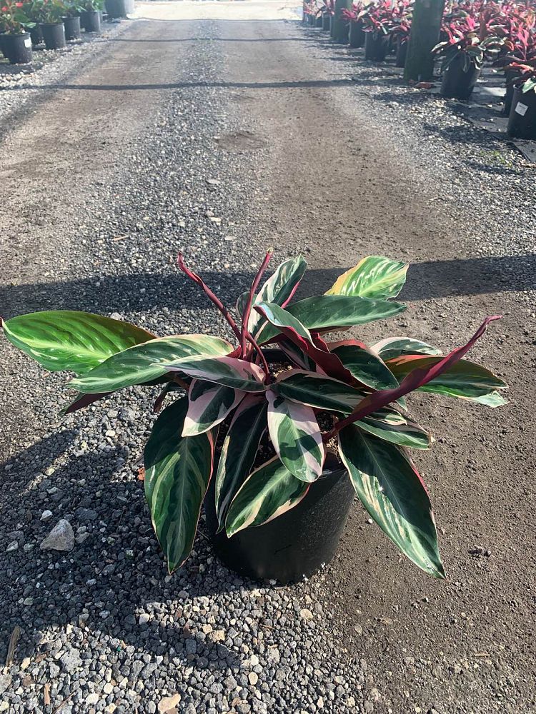 stromanthe-sanguinea-triostar-ctenanthe-sanguinea-tri-color
