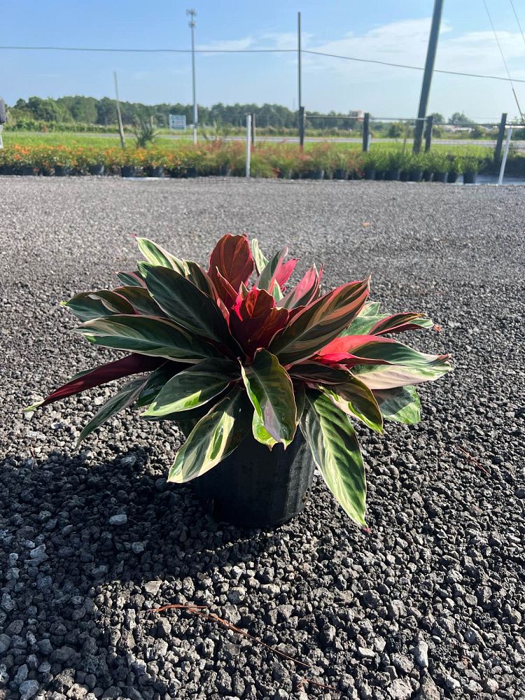 stromanthe-sanguinea-triostar-ctenanthe-sanguinea-tri-color