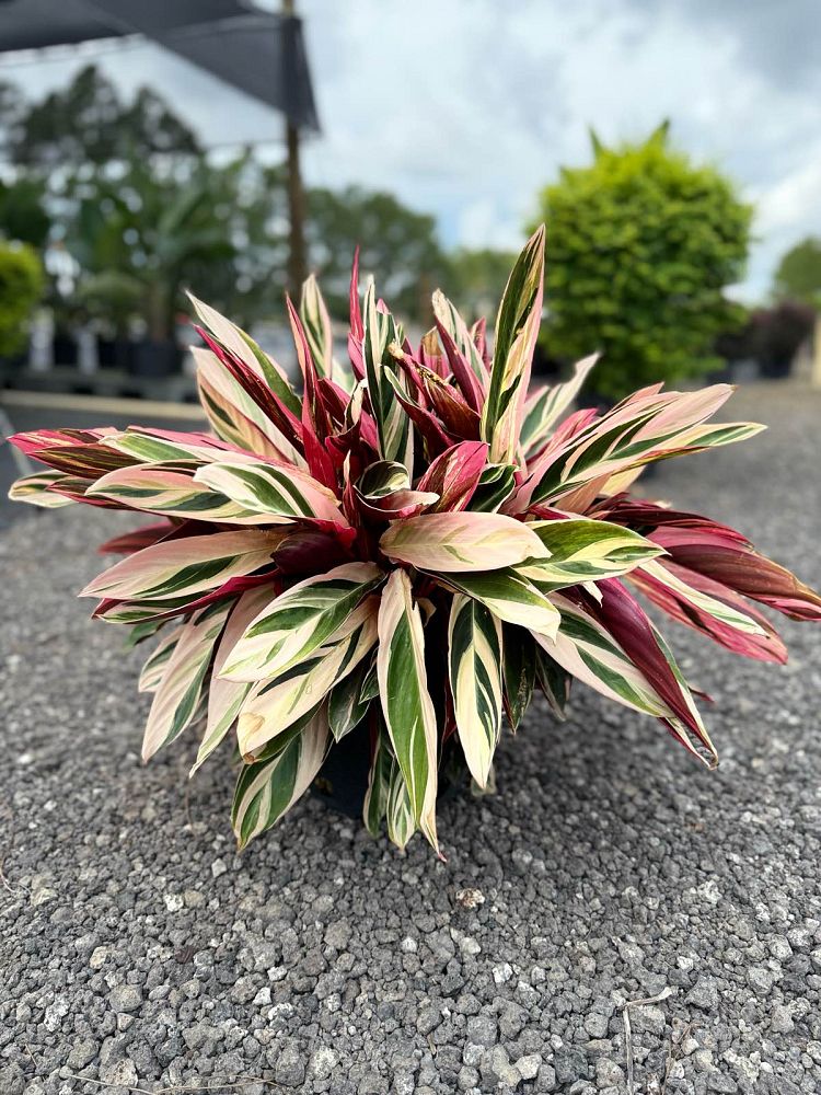 stromanthe-sanguinea-triostar-ctenanthe-sanguinea-tri-color