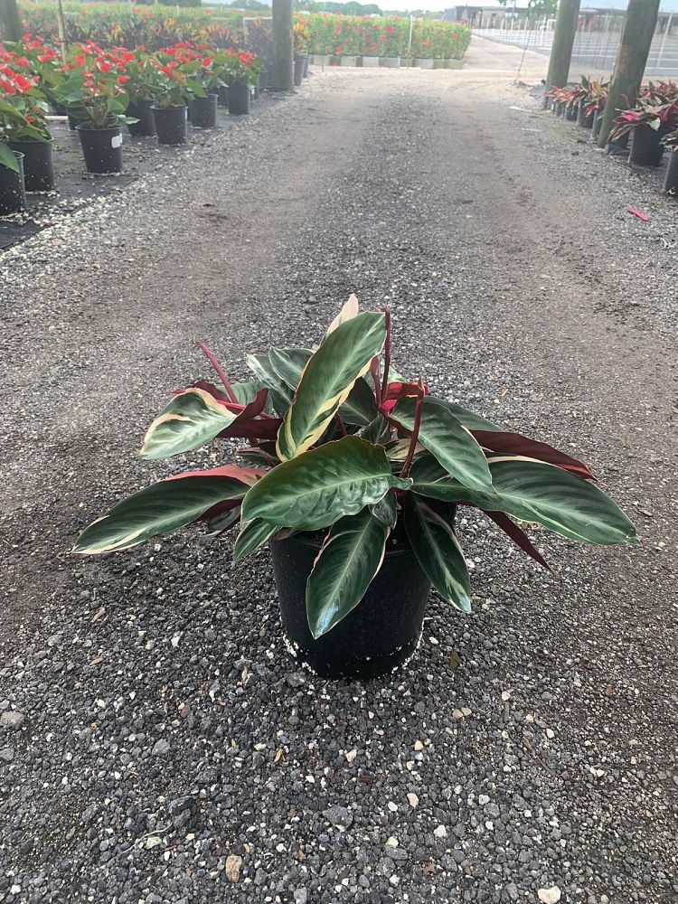 stromanthe-sanguinea-triostar-ctenanthe-sanguinea-tri-color