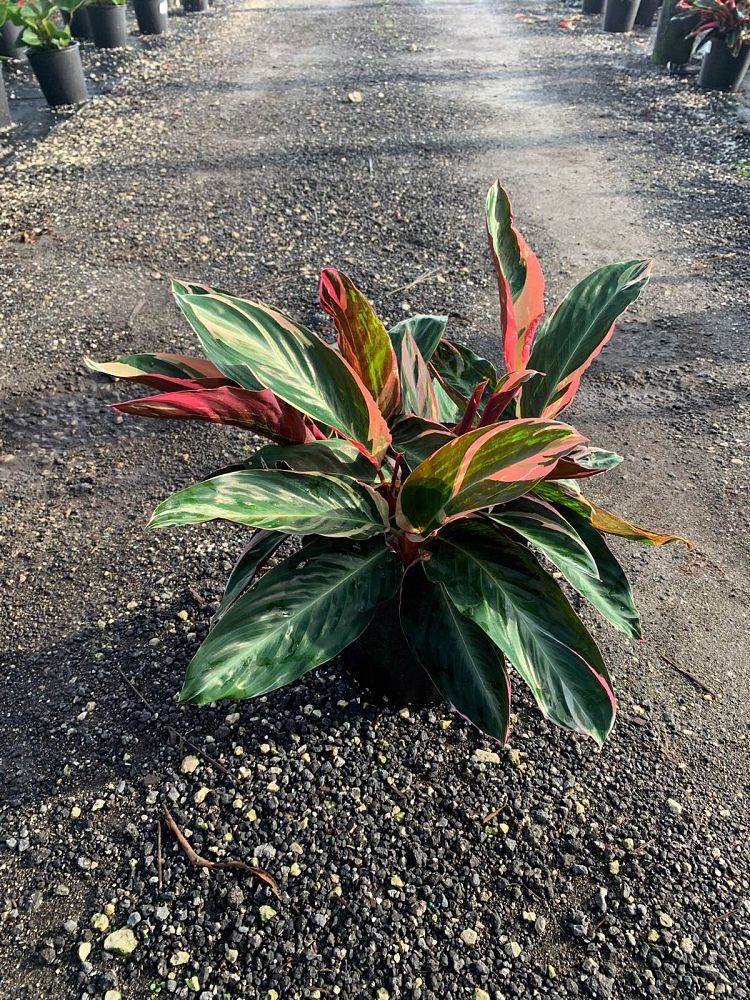 stromanthe-sanguinea-triostar-ctenanthe-sanguinea-tri-color