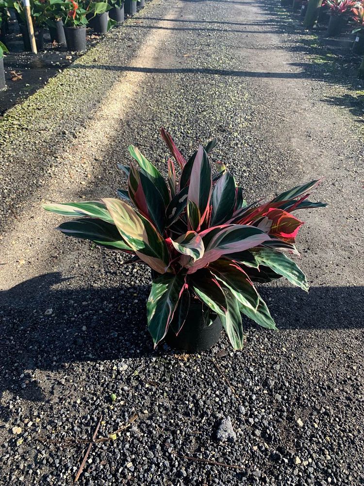 stromanthe-sanguinea-triostar-ctenanthe-sanguinea-tri-color