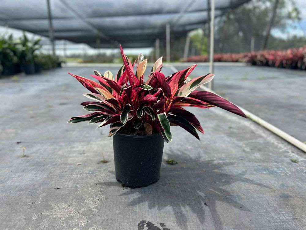 stromanthe-sanguinea-triostar-ctenanthe-sanguinea-tri-color