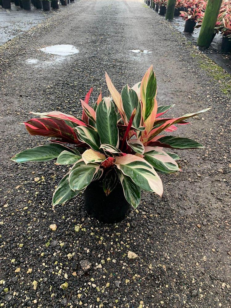 stromanthe-sanguinea-triostar-ctenanthe-sanguinea-tri-color