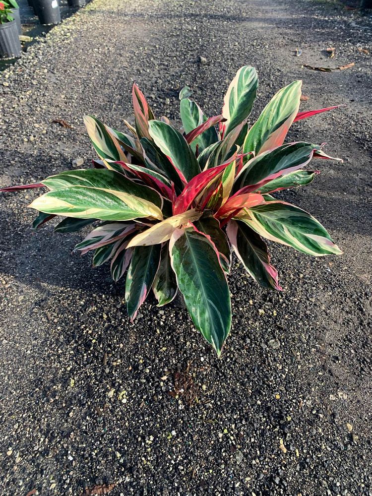 stromanthe-sanguinea-triostar-ctenanthe-sanguinea-tri-color