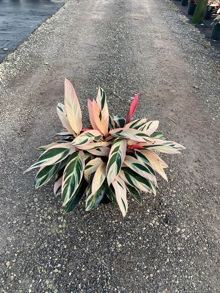 stromanthe-sanguinea-triostar-ctenanthe-sanguinea-tri-color