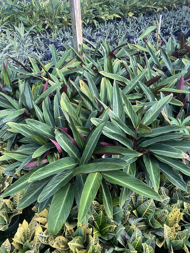stromanthe