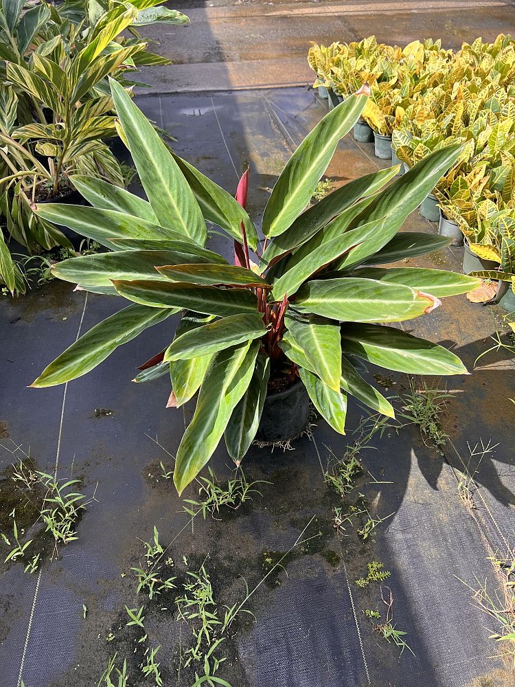 stromanthe