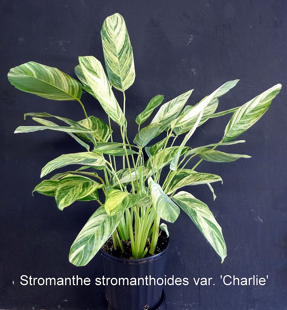 stromanthe-stromanthoides-charlie-stromanthe