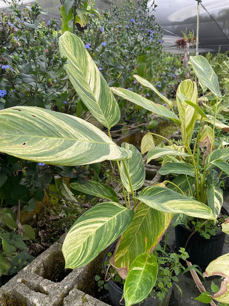 stromanthe-stromanthoides-charlie-stromanthe