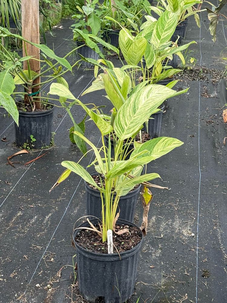 stromanthe-stromanthoides-charlie-stromanthe