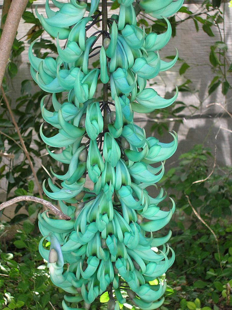 strongylodon-macrobotrys-jade-vine