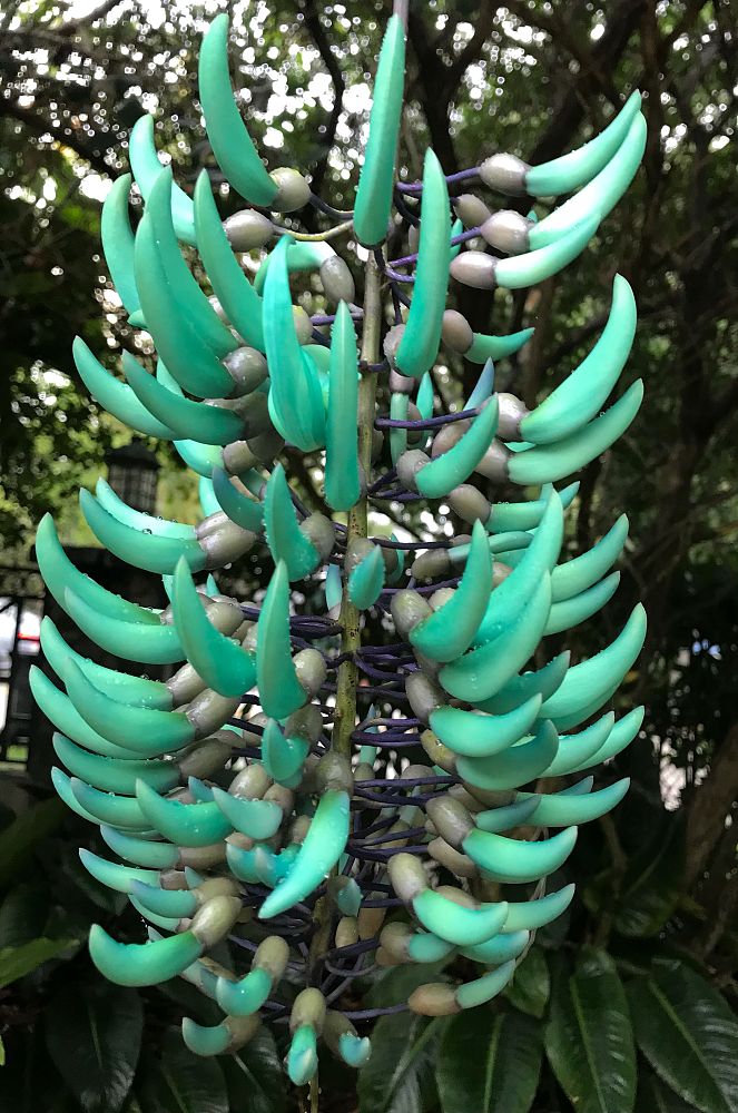strongylodon-macrobotrys-jade-vine