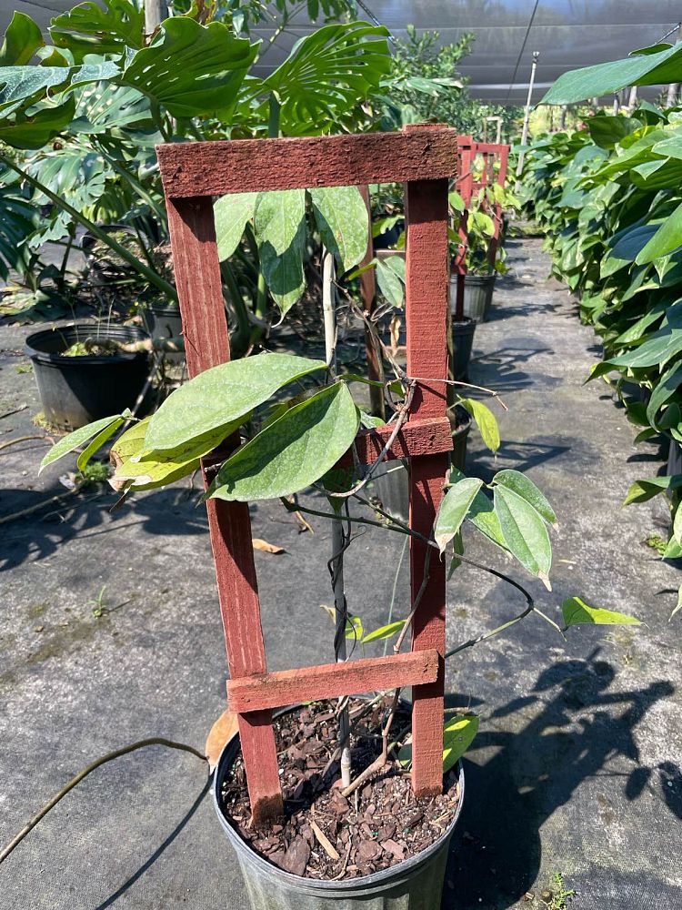 strongylodon-macrobotrys-jade-vine