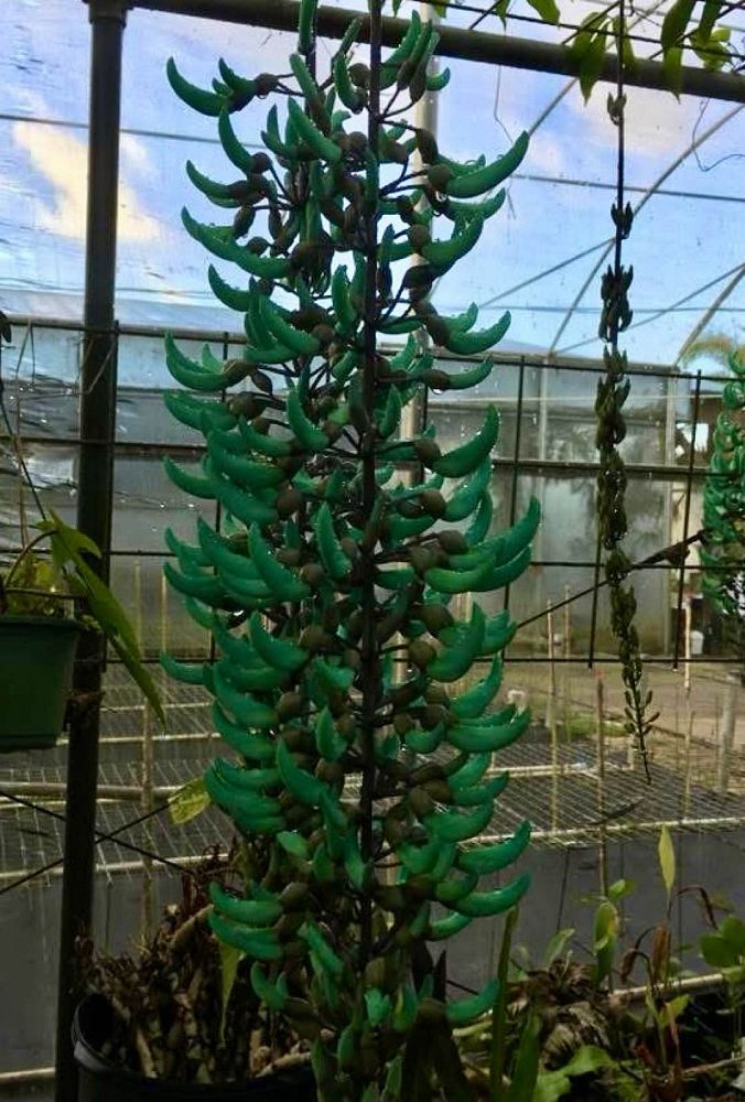 strongylodon-macrobotrys-jade-vine