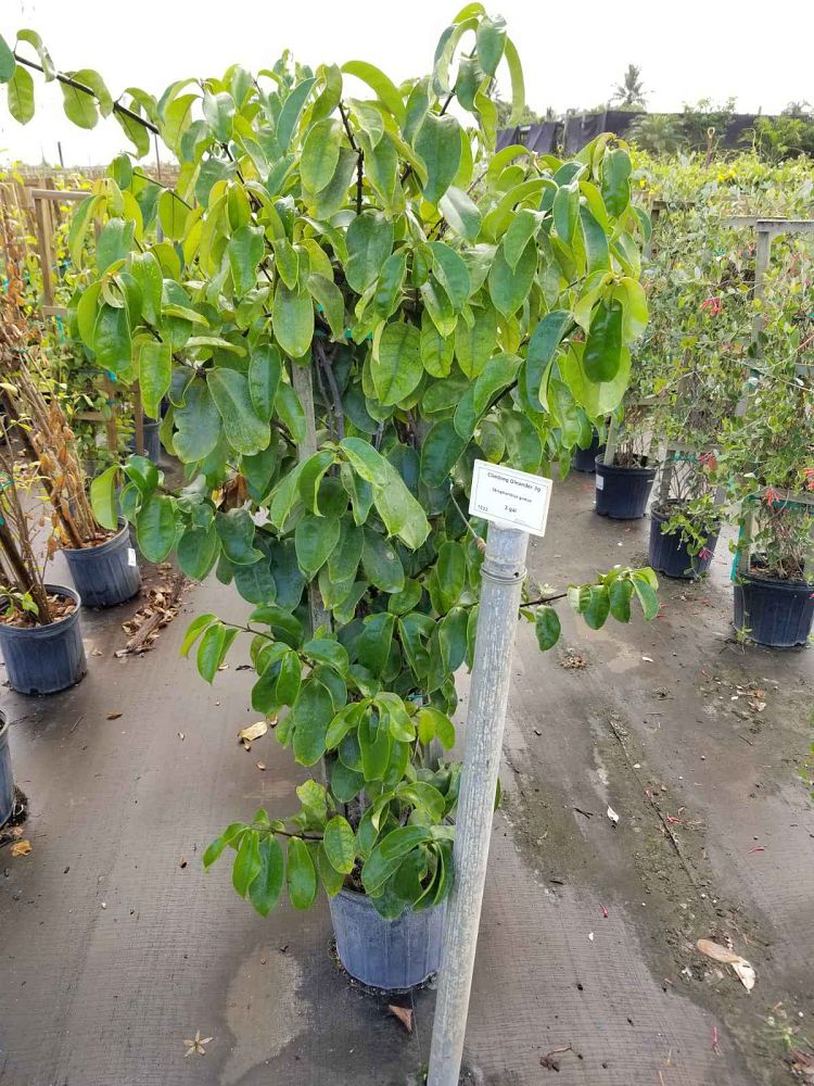 strophanthus-gratus-poison-arrow-vine