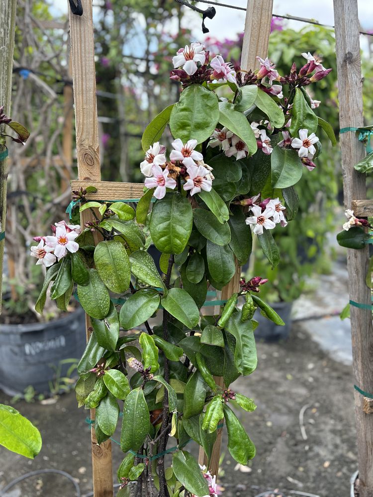strophanthus-gratus-poison-arrow-vine